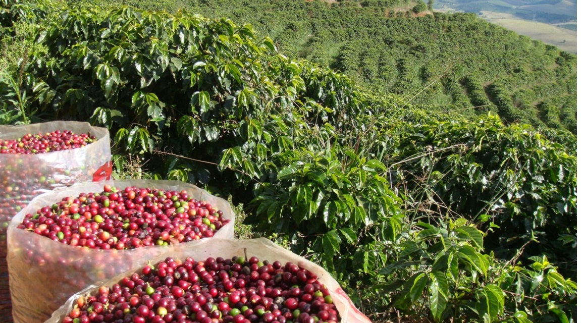 COLOMBIA KACHALÚ ORGANIC