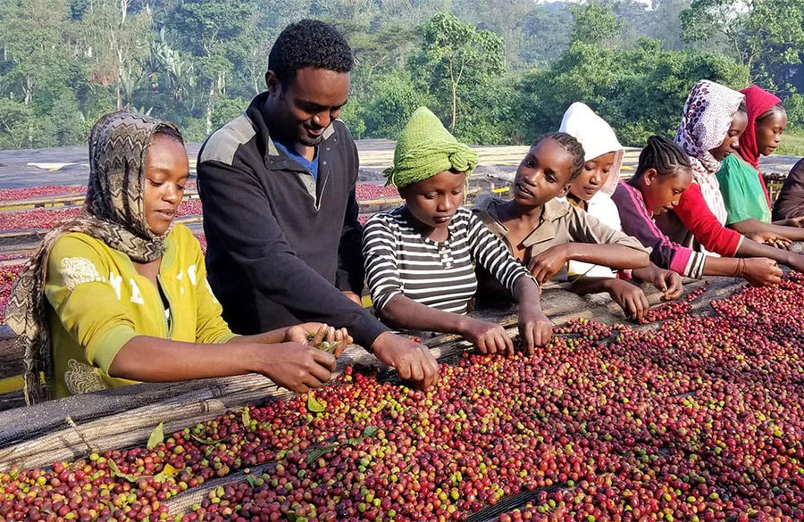 Cafés de África