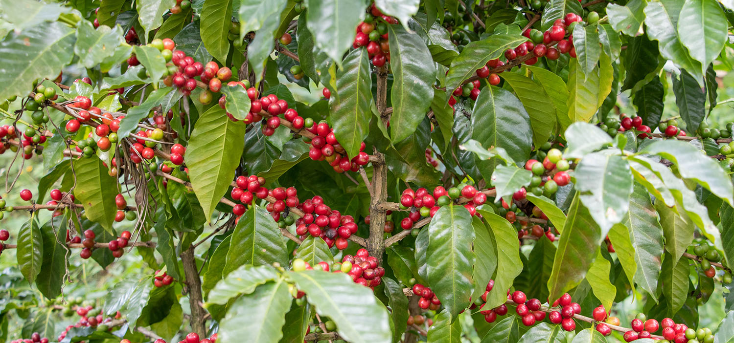 GUATEMALA LAMPOCOY