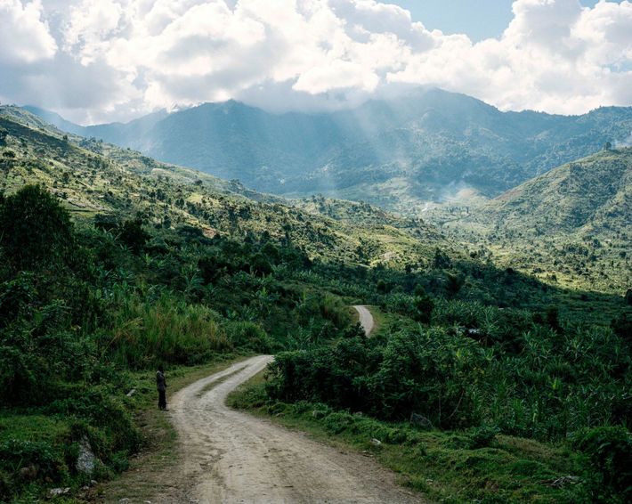UGANDA MOUNT RWENZORI AA