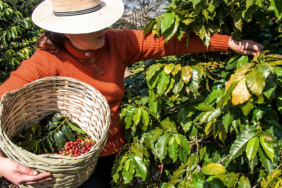 NICARAGUA ''FLORES DEL CAFÉ''