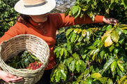 Nicaragua ''Flores del Café''