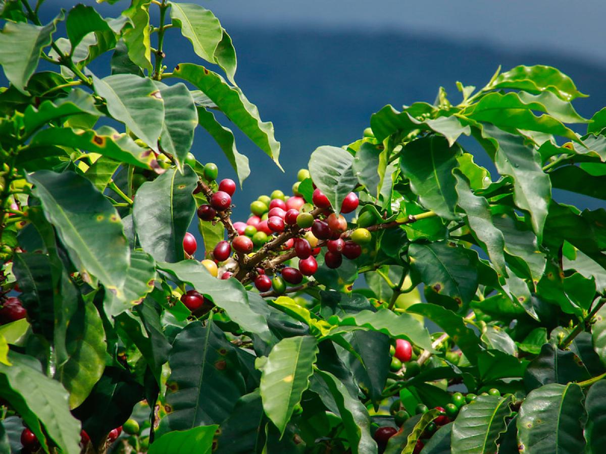 BLEND ORGANIC DESCAFEINADO