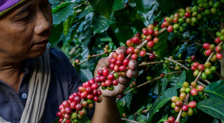 Cafés aromatizados naturales