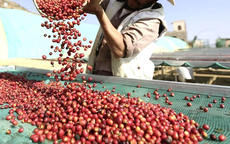 YEMEN MOCHA MATARI