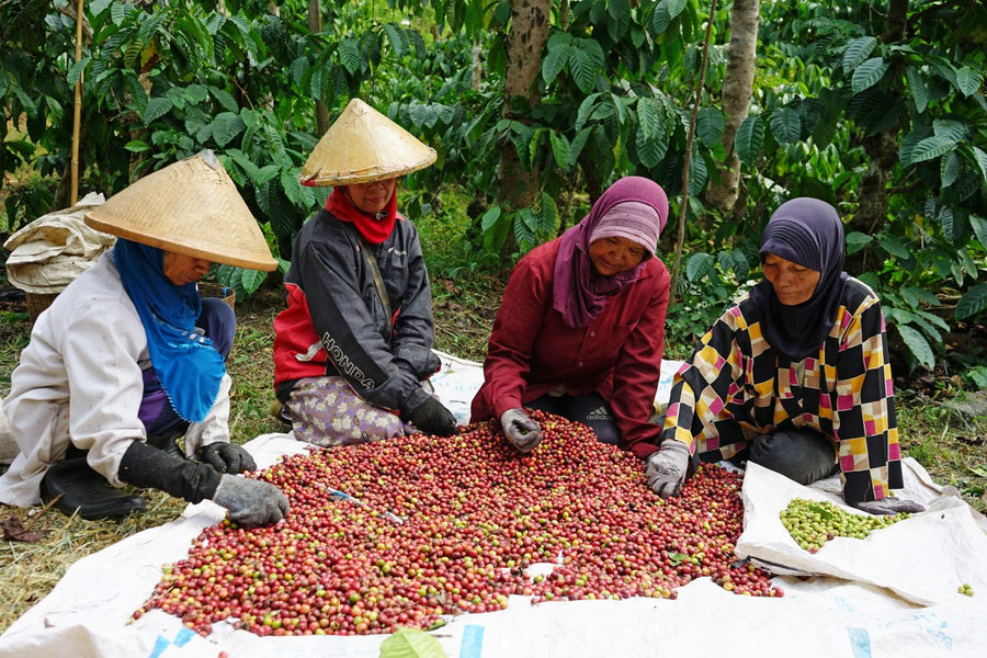 Indonesia Sumatra ''Pongo'' Organic