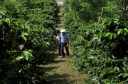 Bolivia ''La Frontera'' Organic