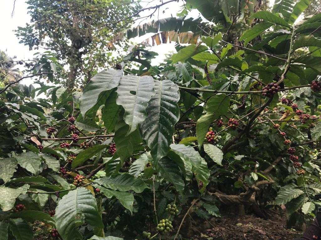 INDIA MONZÓNICO ''MALABAR''