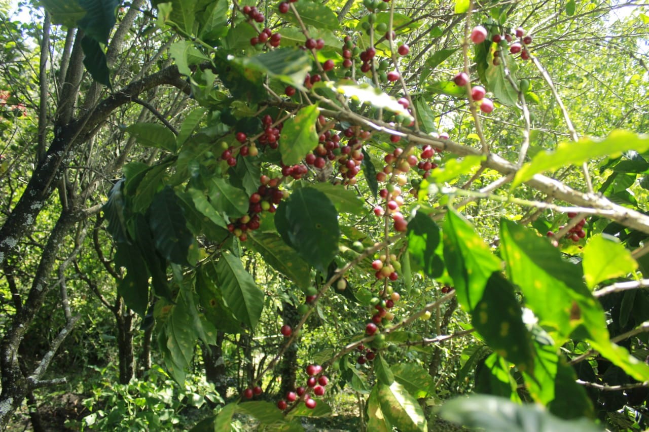 ECUADOR VILCABAMBA