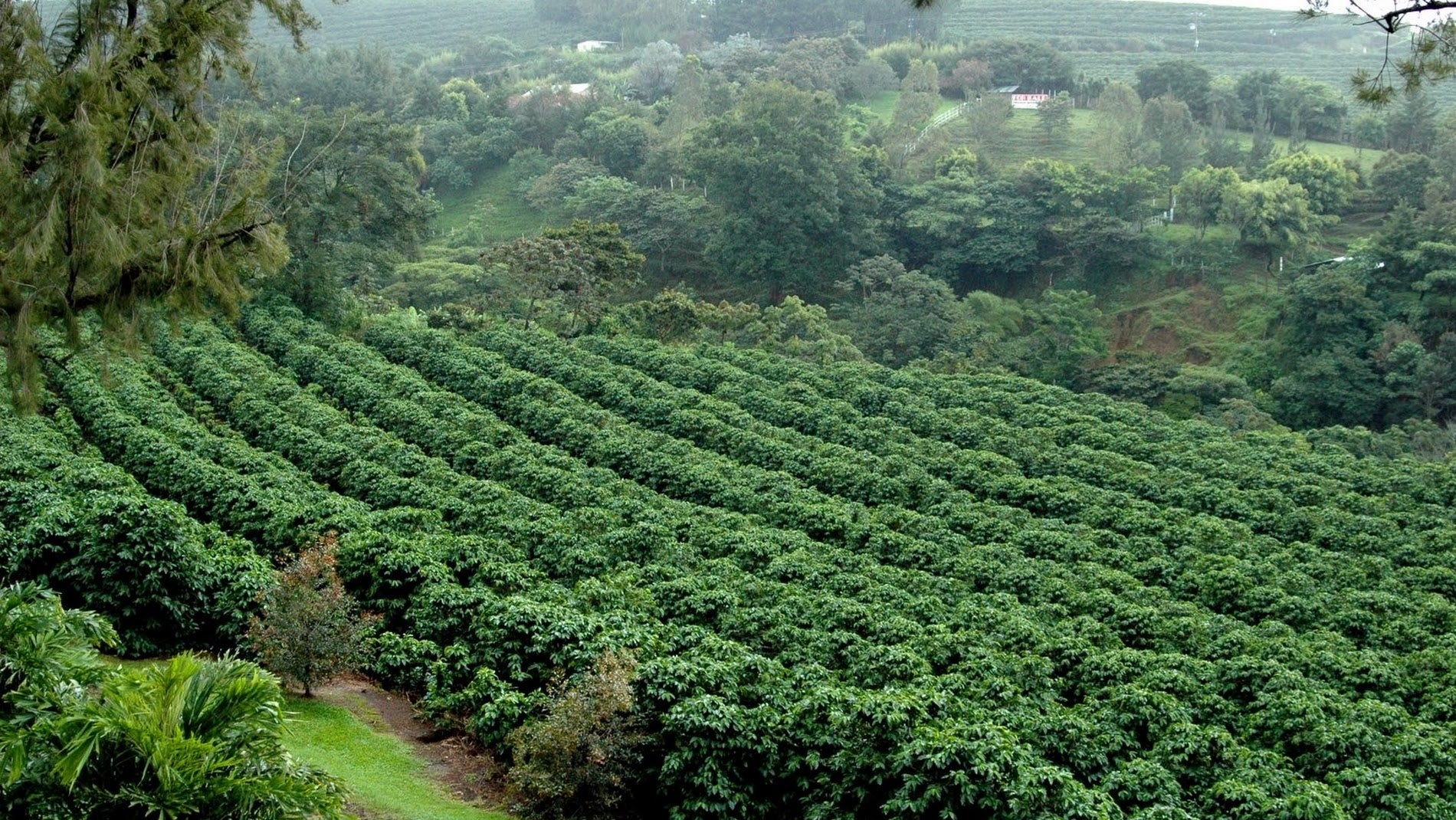NICARAGUA ''FLORES DEL CAFÉ''